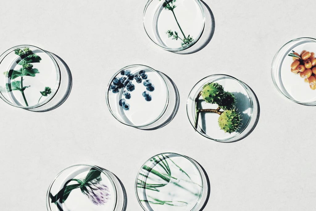 Ingrédients végétaux antioxydants bio utilisés dans les cosmétiques propres