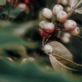 Caffeine