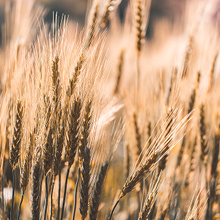 Hydrolyzed Wheat Protein