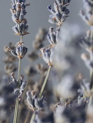 Dried Lavender Flowers