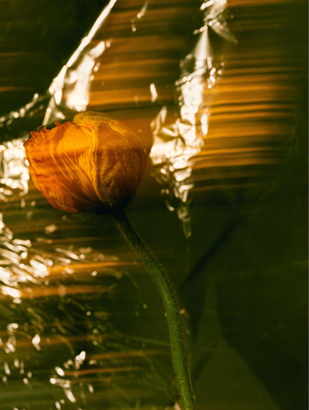 2-Step Body Ritual Set, Amber Gourmand, mood photo