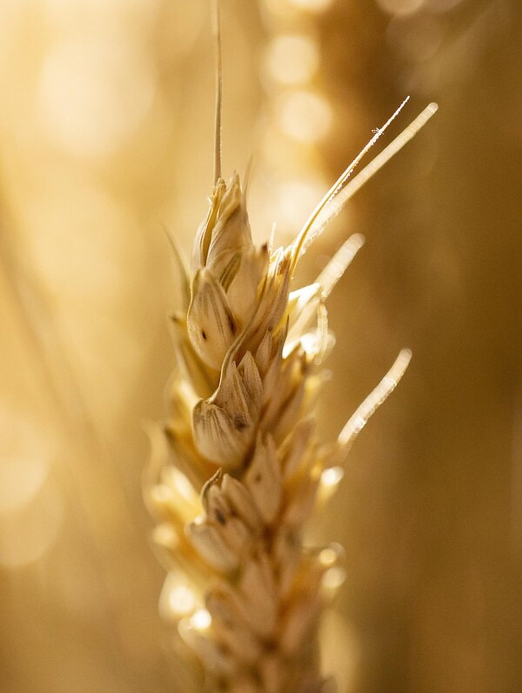 Flexible Hold Hair Gel with Plant Protein, key ingredient